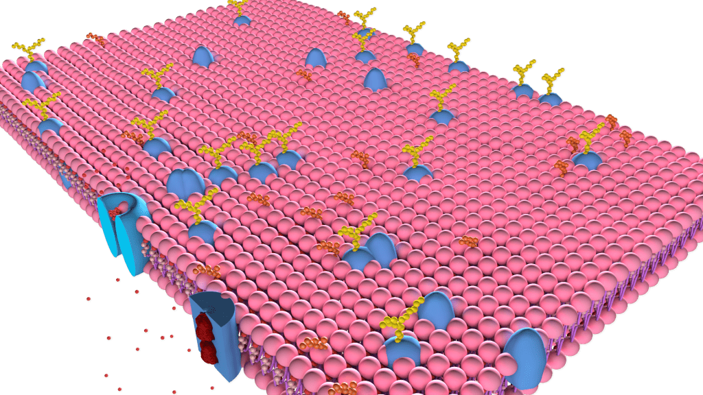 Plasma Membrane