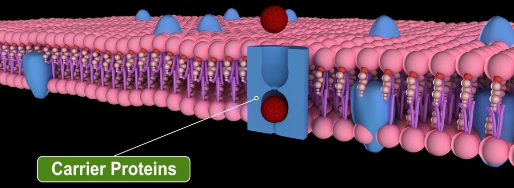 Plasma Membrane