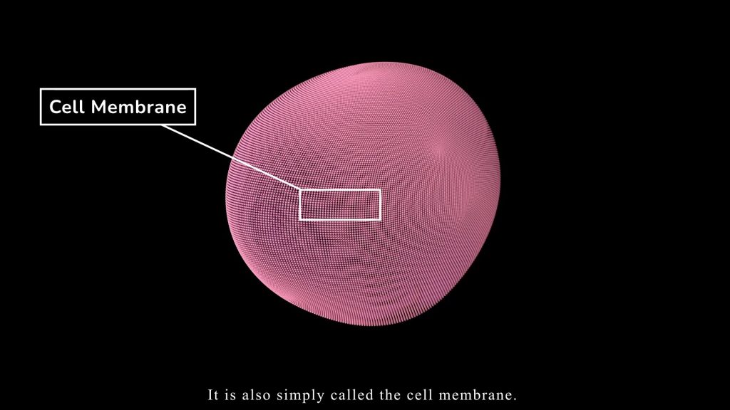 What is Plasma Membrane? Free (1)