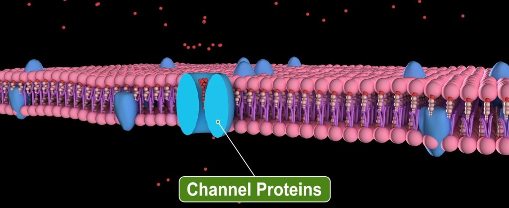 Plasma Membrane