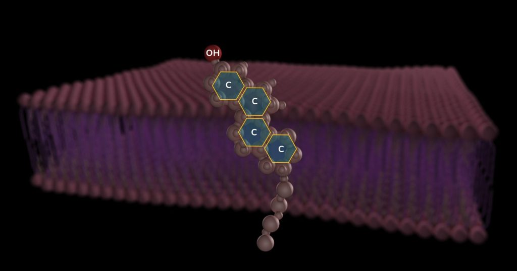 Plasma Membrane