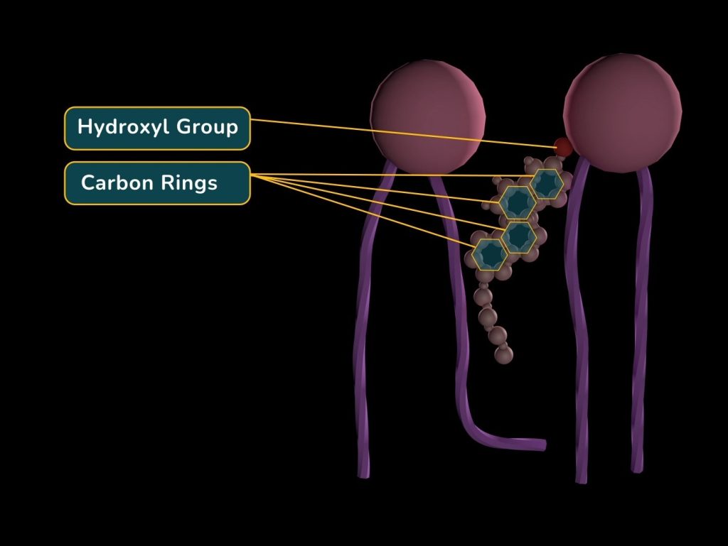 Plasma Membrane