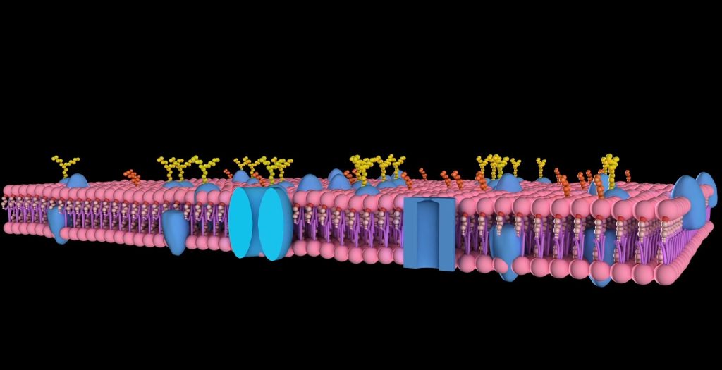 Plasma Membrane