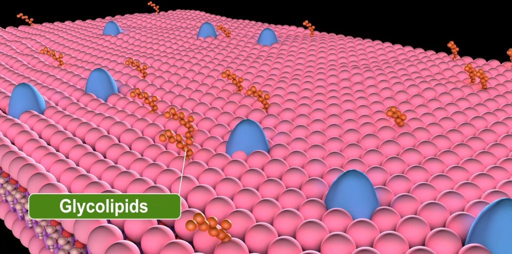 Plasma Membrane