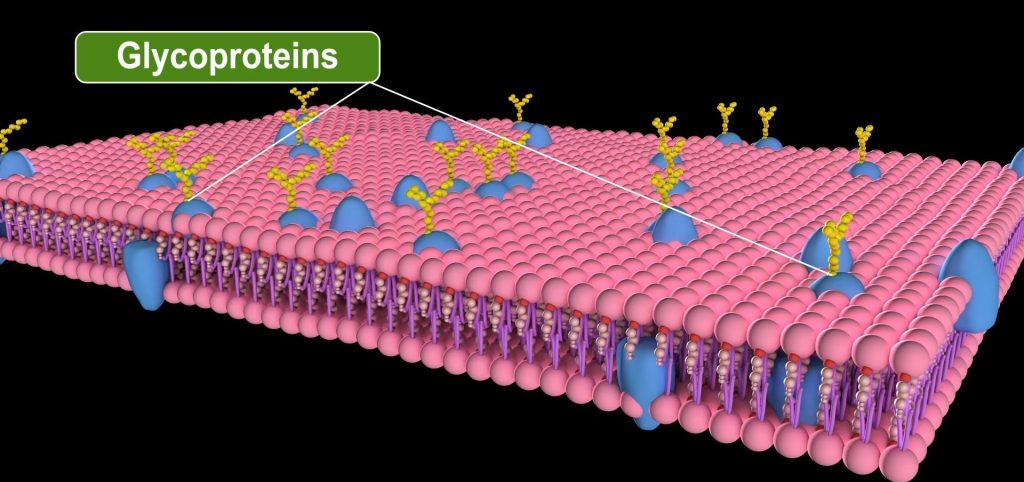 Plasma Membrane