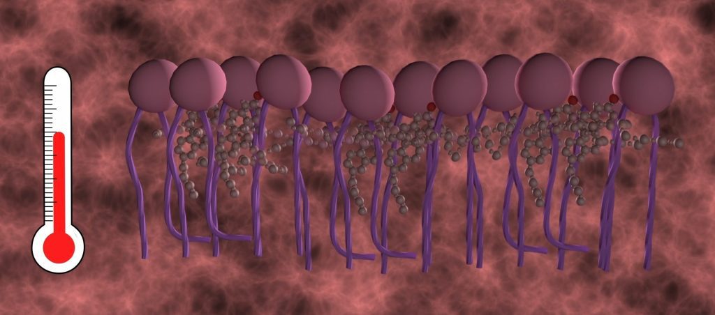 Plasma Membrane