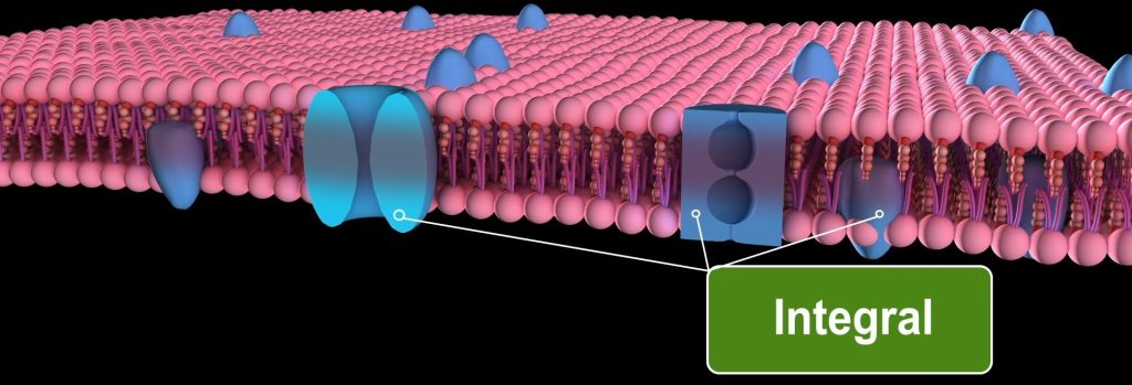 Plasma Membrane