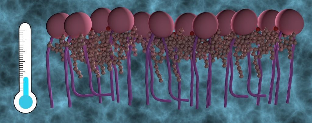 Plasma Membrane