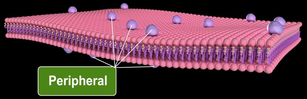 Plasma Membrane