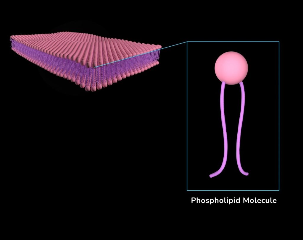 Plasma Membrane