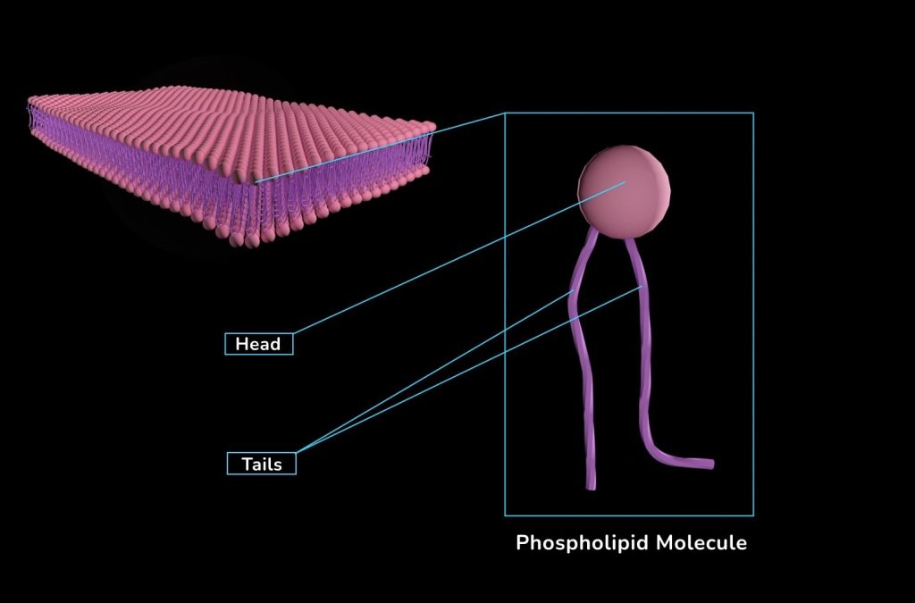 Plasma Membrane