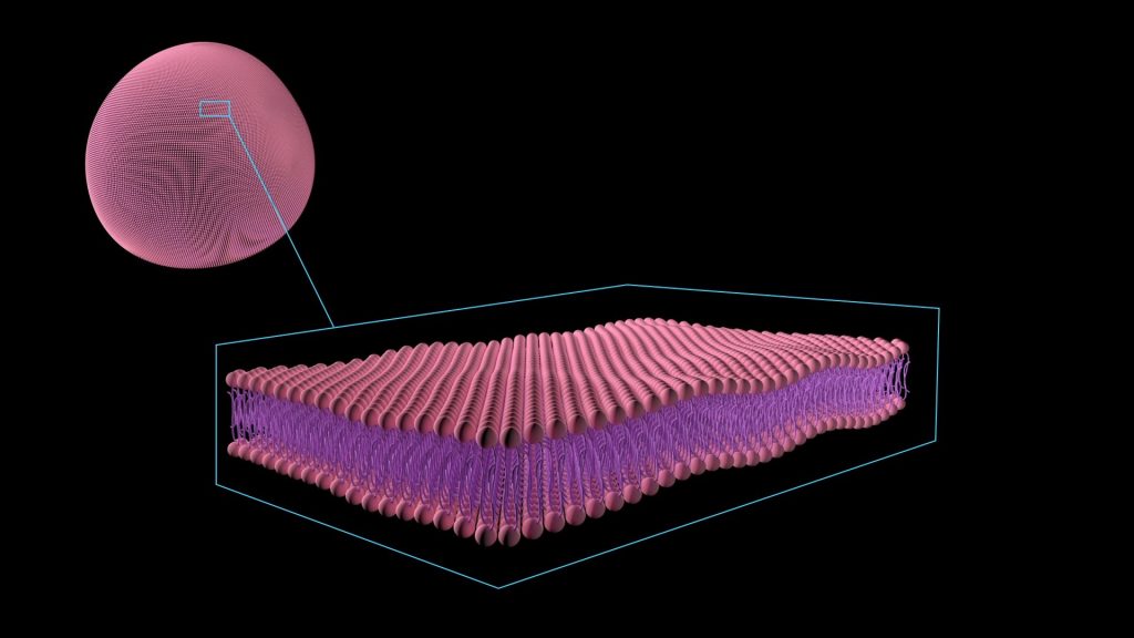 Plasma Membrane