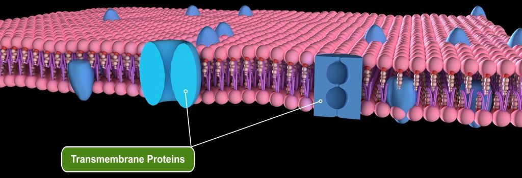 Plasma Membrane