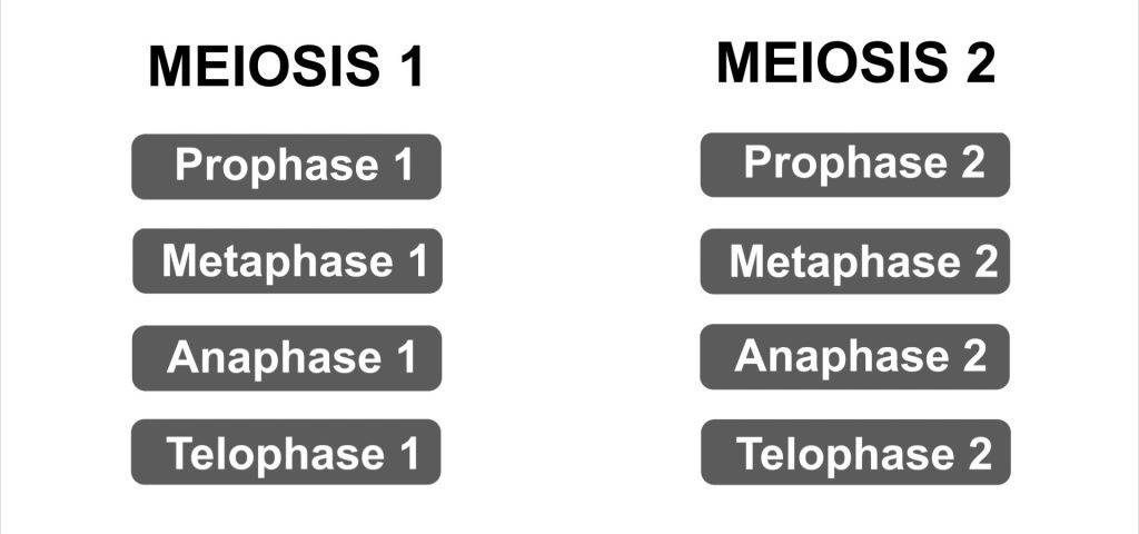 Introduction to Meiosis