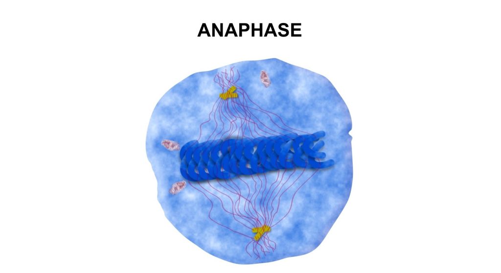 Cell Division phases identification