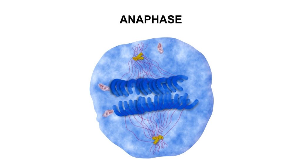 Cell Division phases identification