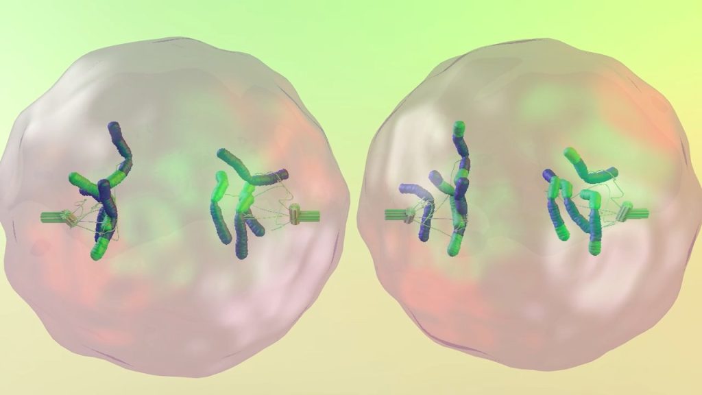 Introduction to Meiosis