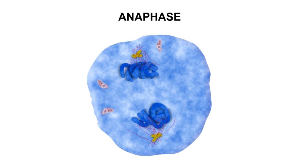 Cell Division phases identification