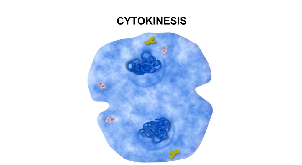 Cell Division phases identification