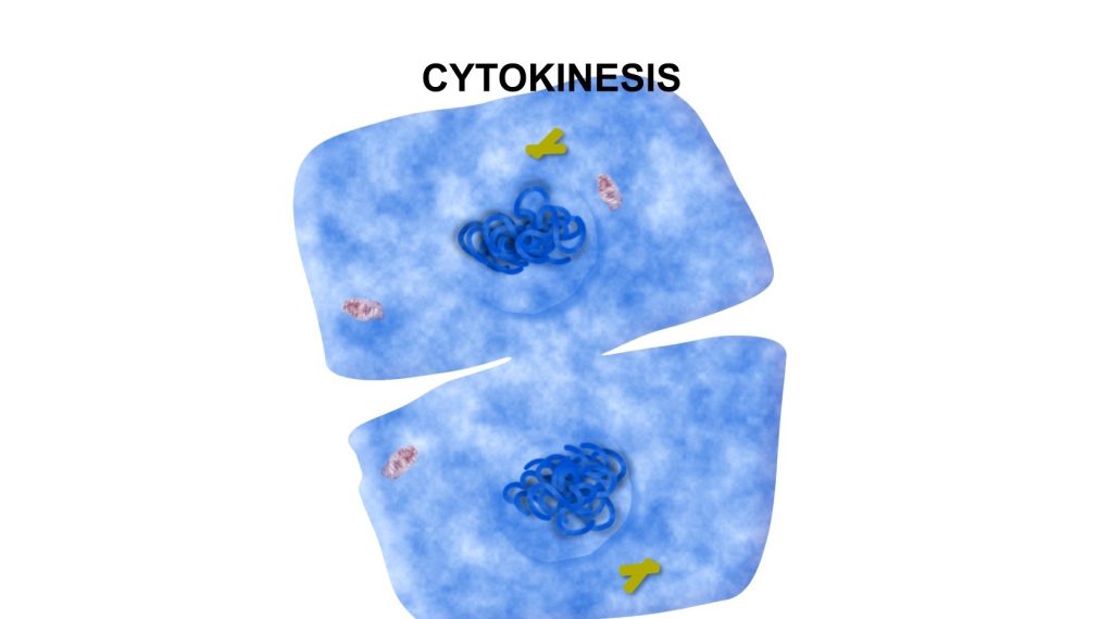 Cell Division phases identification