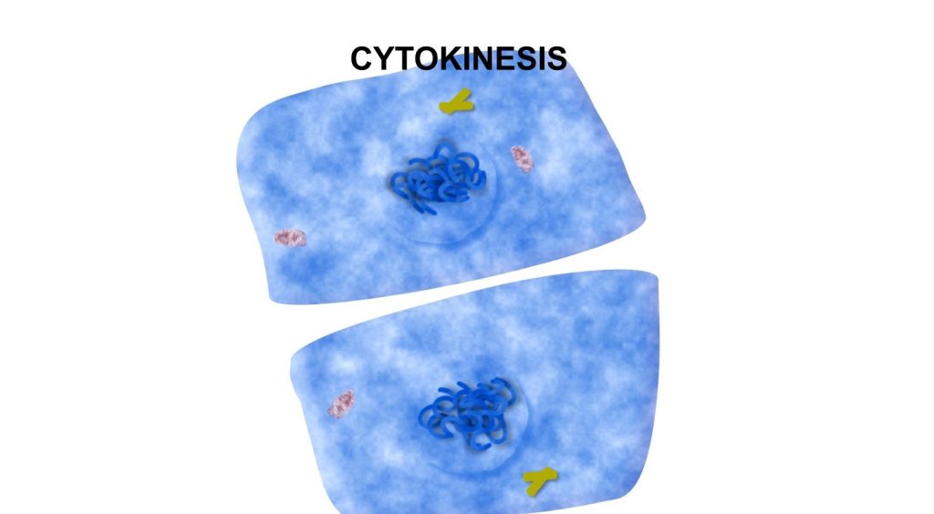 Cell Division phases identification