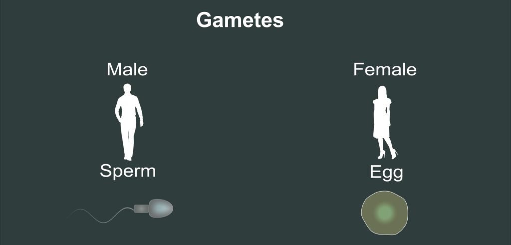 Introduction to Meiosis