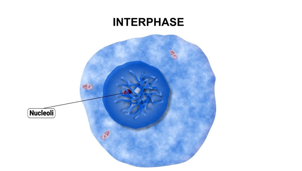 Cell Division phases identification