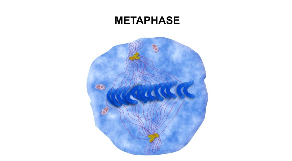 Cell Division phases identification