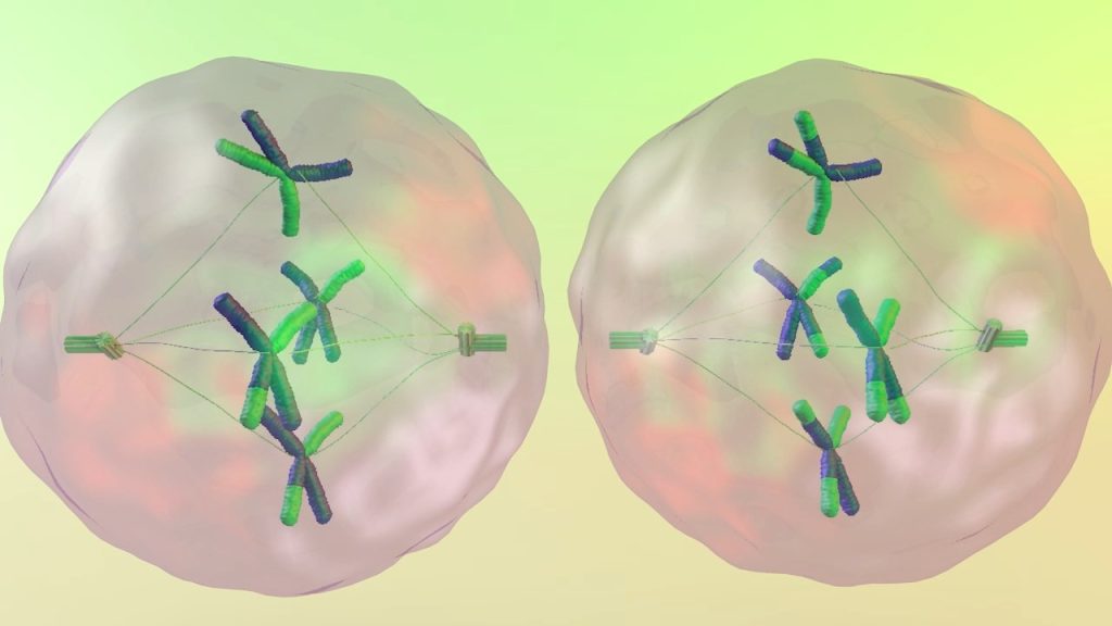 Introduction to Meiosis