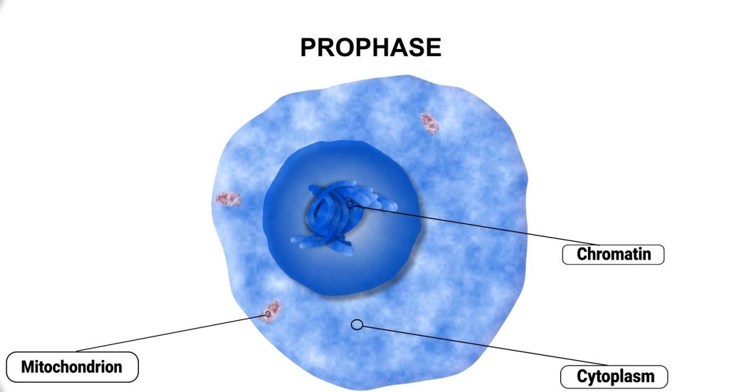 Cell Division phases identification