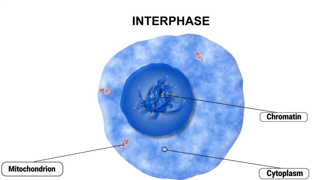 Cell Division phases identification