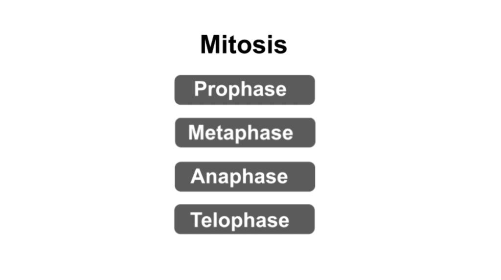 Introduction to Meiosis