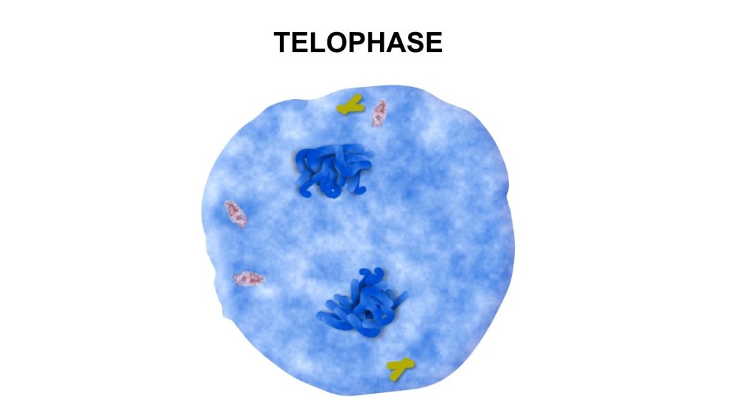 Cell Division phases identification