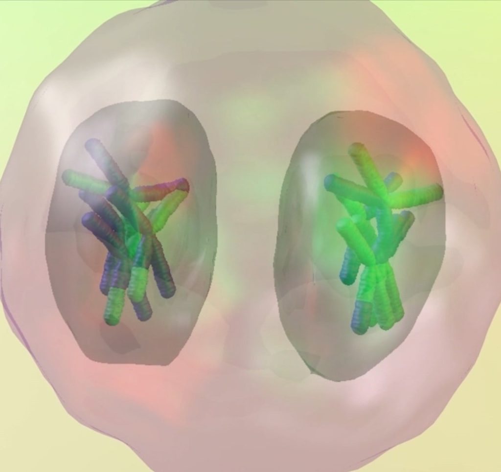 Introduction to Meiosis