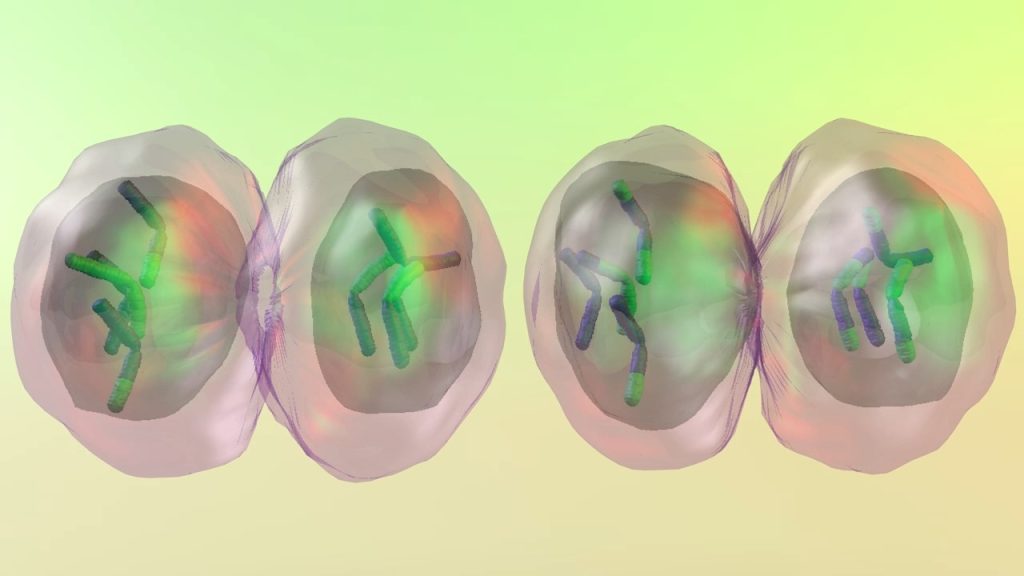 Introduction to Meiosis