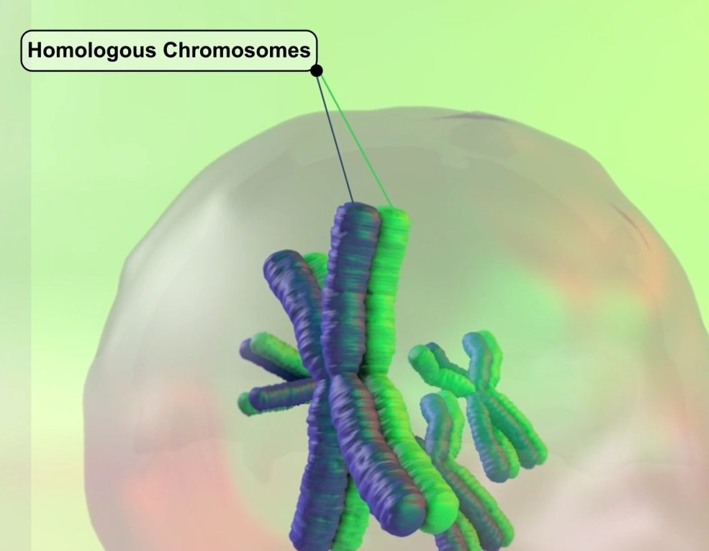 Introduction to Meiosis