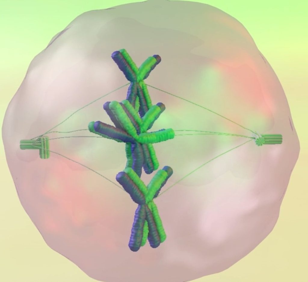 Introduction to Meiosis