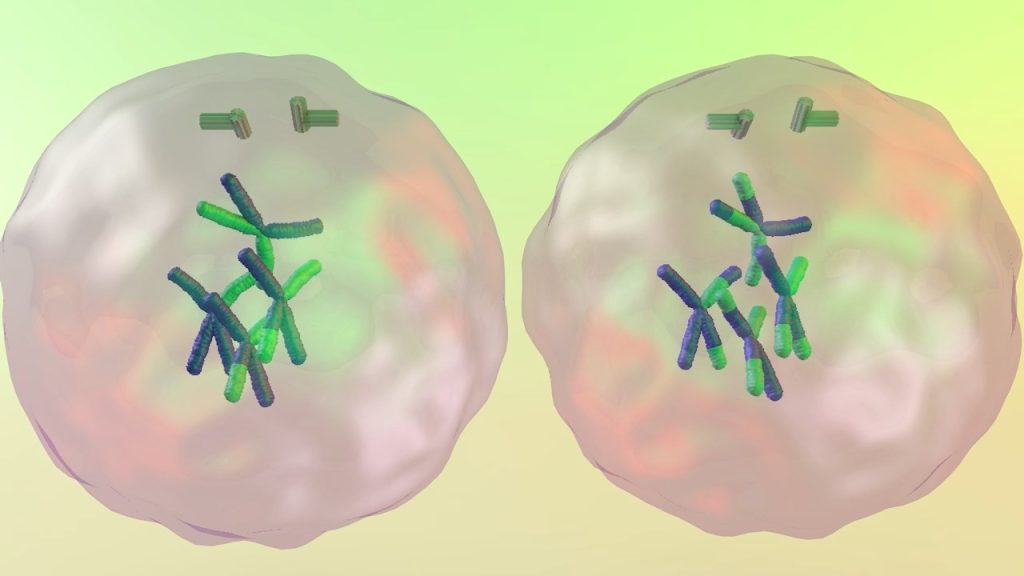 Introduction to Meiosis