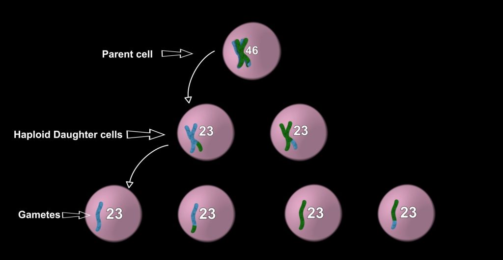 Introduction to Meiosis