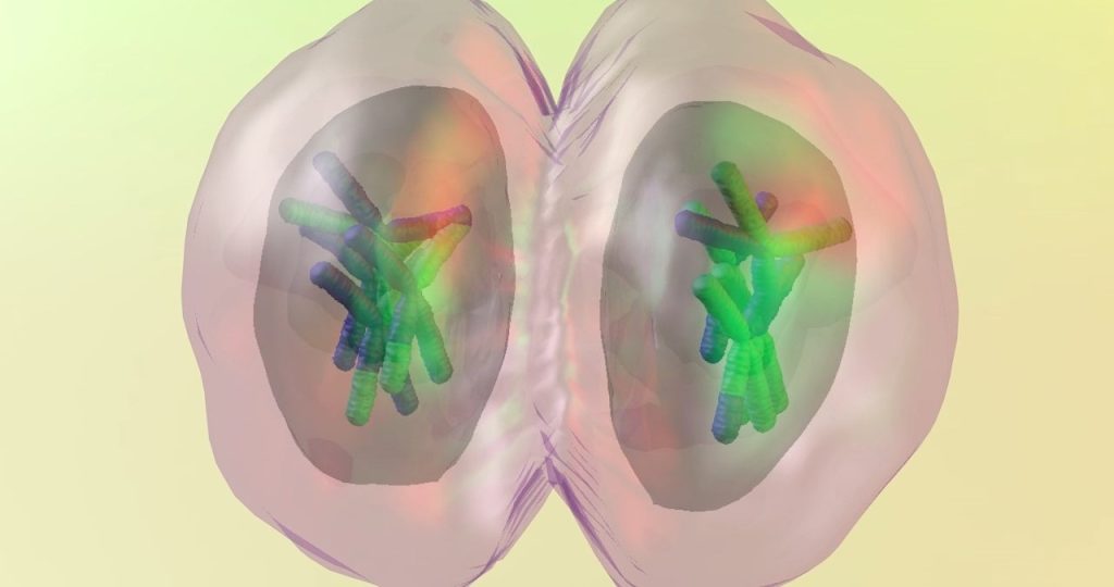 Introduction to Meiosis