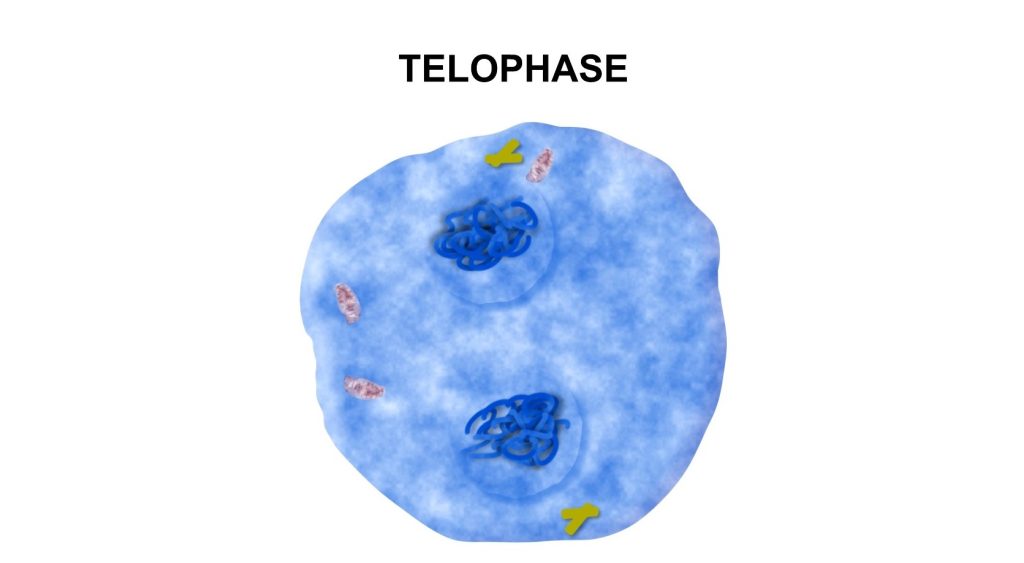 Cell Division phases identification