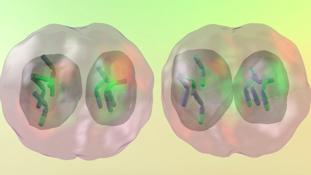 Introduction to Meiosis