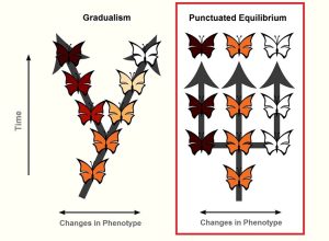 AP Biology slyacademy.com