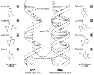 AP Biology slyacademy.com