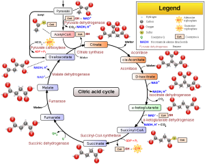 AP Biology slyacademy.com