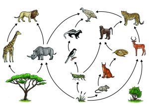 AP Biology slyacademy.com