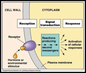 AP Biology slyacademy.com