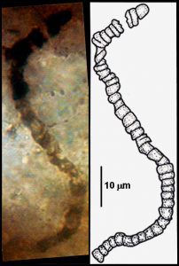 AP Biology slyacademy.com