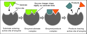 AP Biology slyacademy.com