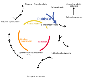 AP Biology slyacademy.com